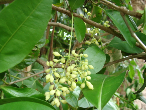 Neea turbinata (Neea turbinata)