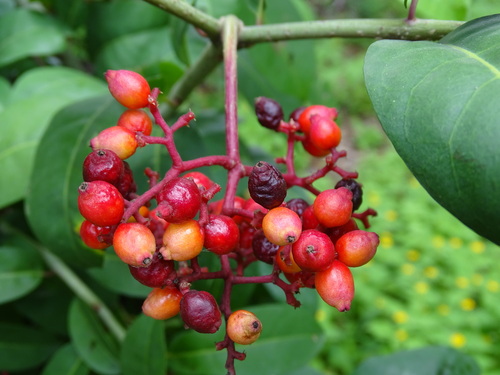 Neea turbinata (Neea turbinata)