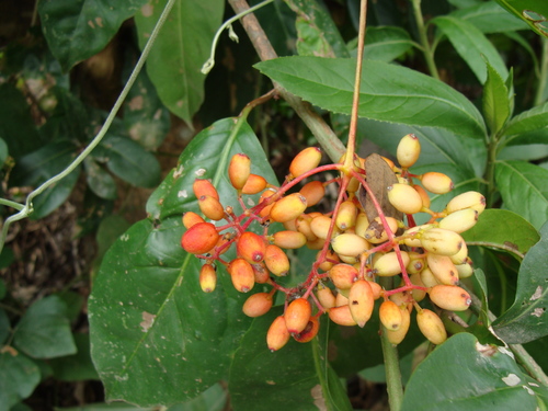 Neea turbinata (Neea turbinata)