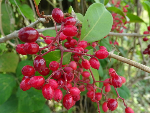 Neea turbinata (Neea turbinata)