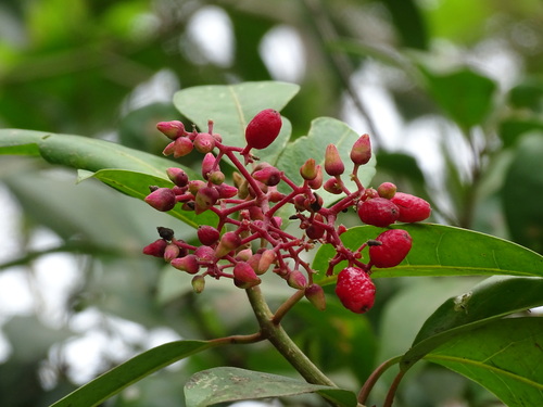 Neea turbinata (Neea turbinata)