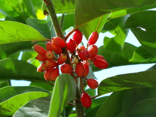 Neea turbinata (Neea turbinata)