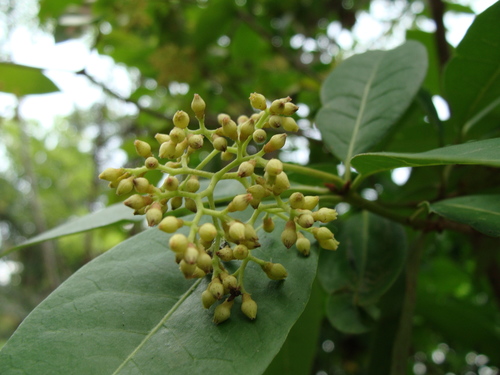 Neea turbinata (Neea turbinata)