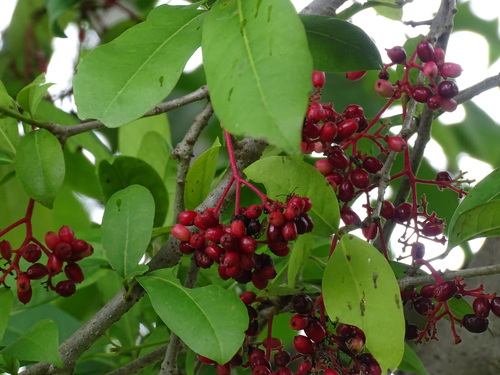 Neea turbinata (Neea turbinata)