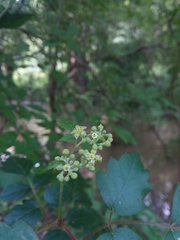 Peppervine (Nekemias arborea)
