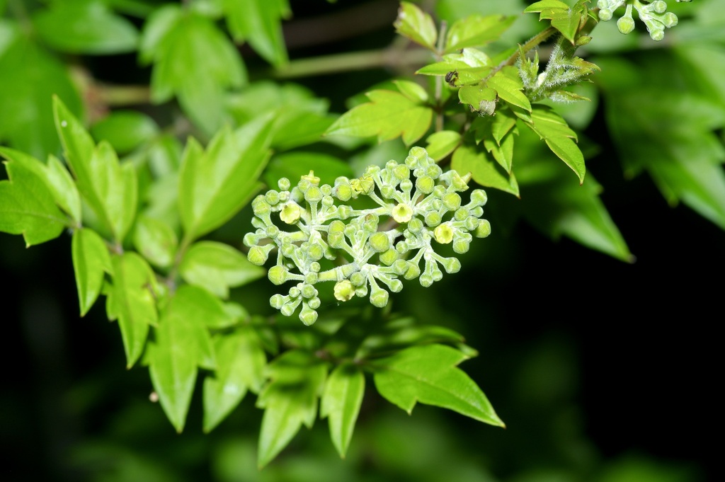 Peppervine (Nekemias arborea)