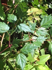Peppervine (Nekemias arborea)