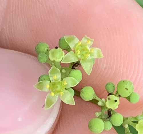 Peppervine (Nekemias arborea)
