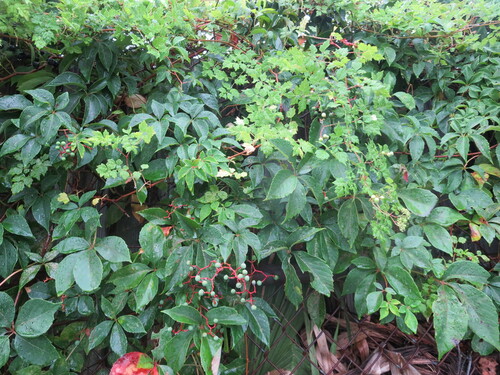 Peppervine (Nekemias arborea)