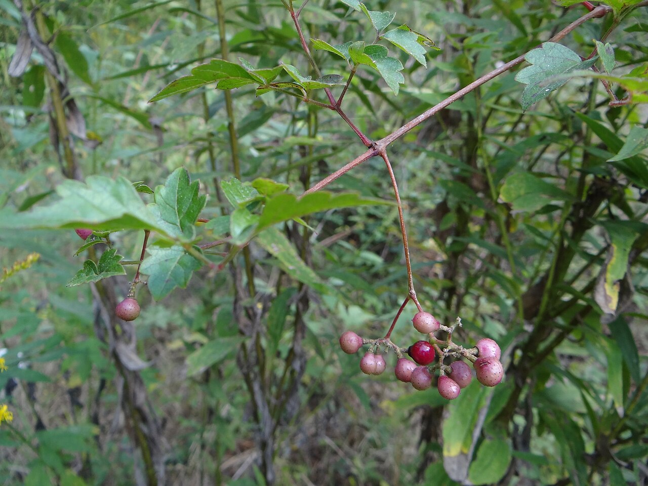 Peppervine: Pepper vine with fruit