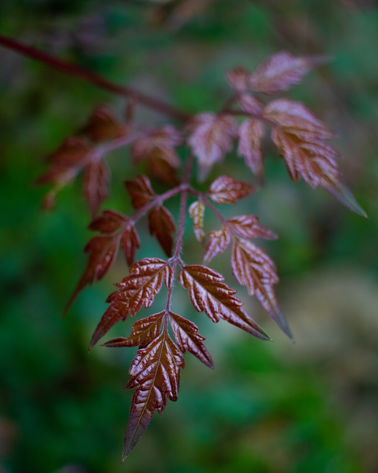 Peppervine: The young, red leaves of the Nekemias arborea (Pepper vine) plant.