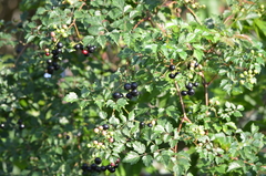 Peppervine (Nekemias arborea)