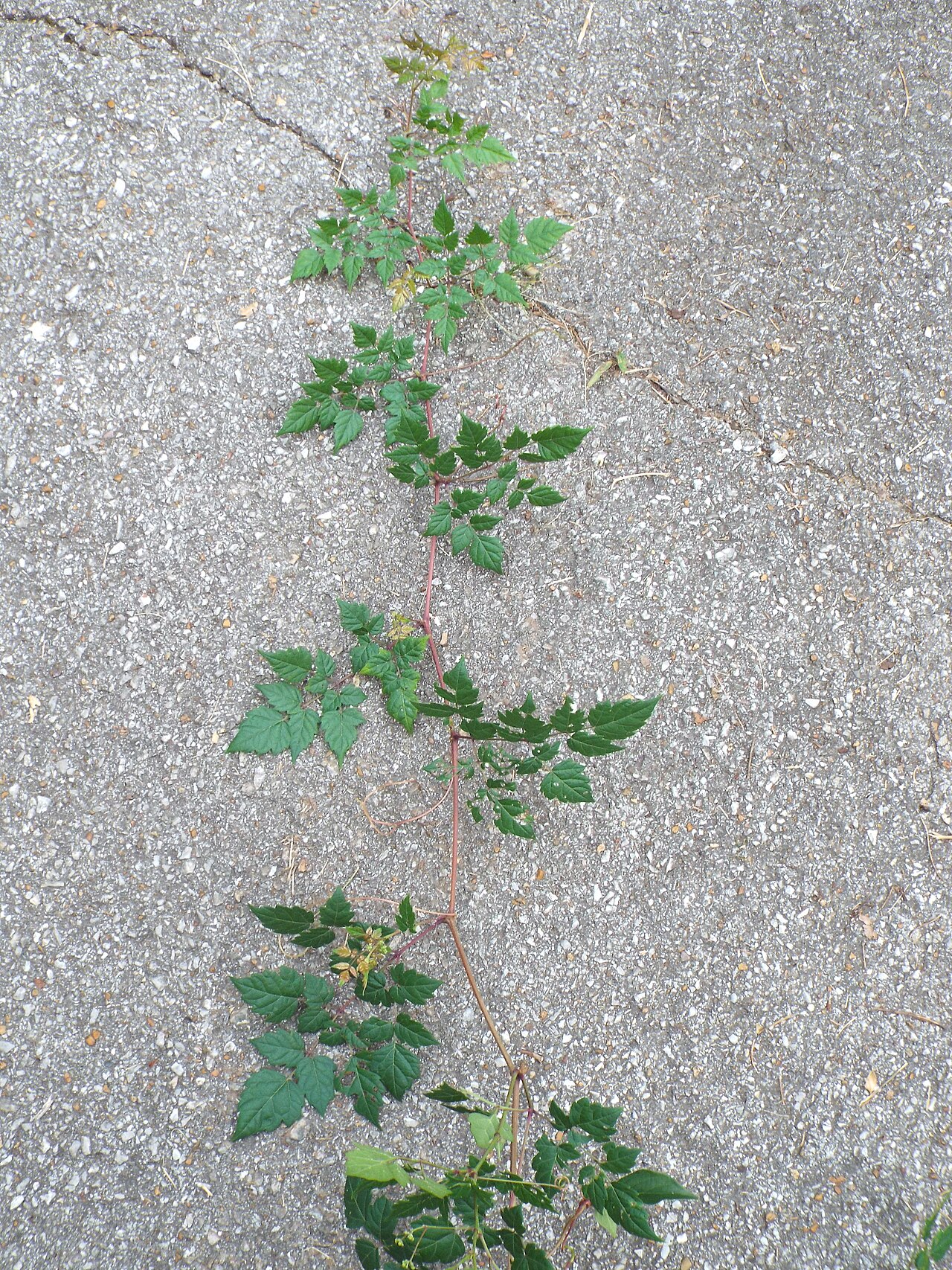 Peppervine: Ampelopsis arborea found in Signal Mountain, TN