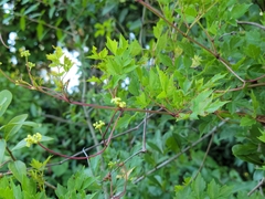 Peppervine (Nekemias arborea)