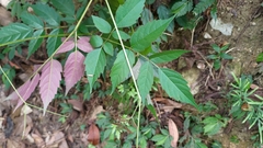 Nekemias cantoniensis (Nekemias cantoniensis)