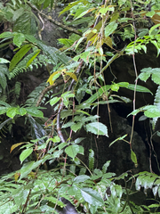 Nekemias cantoniensis (Nekemias cantoniensis)