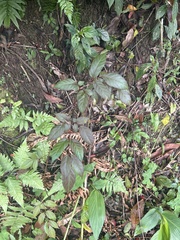 Nekemias cantoniensis (Nekemias cantoniensis)
