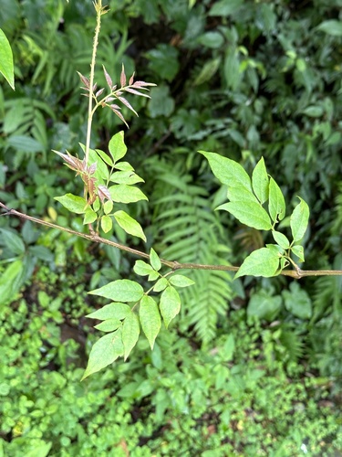 Nekemias cantoniensis (Nekemias cantoniensis)