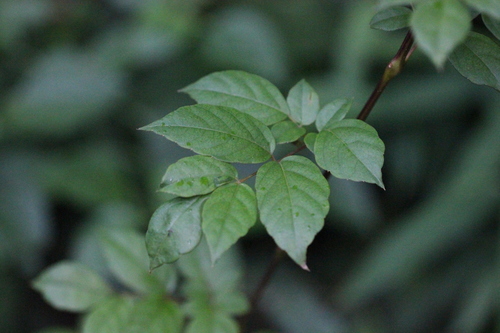 Nekemias cantoniensis (Nekemias cantoniensis)