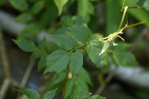 Nekemias cantoniensis (Nekemias cantoniensis)