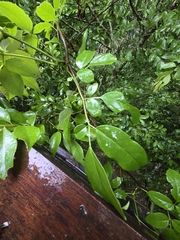 Nekemias cantoniensis (Nekemias cantoniensis)