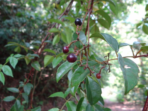 Nekemias cantoniensis (Nekemias cantoniensis)