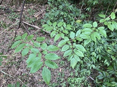 Nekemias cantoniensis (Nekemias cantoniensis)