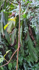 Nekemias cantoniensis (Nekemias cantoniensis)