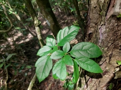 Nekemias cantoniensis (Nekemias cantoniensis)