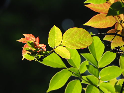 Nekemias cantoniensis (Nekemias cantoniensis)