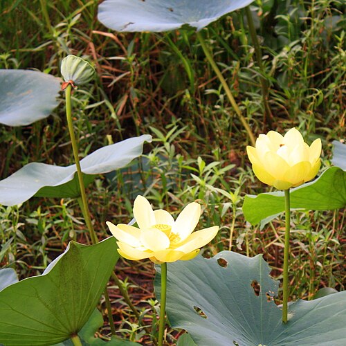 American lotus: American Lotus ( Nelumbo lutea ) in bloom on Lake Dannelly, Millers Ferry, Alabama.
