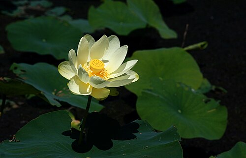 American lotus: The American lotus ( Nelumbo lutea ) is sometimes mistaken for a water lily, but it has two main differences. One is the seed pod, which is shaped a bit like a
