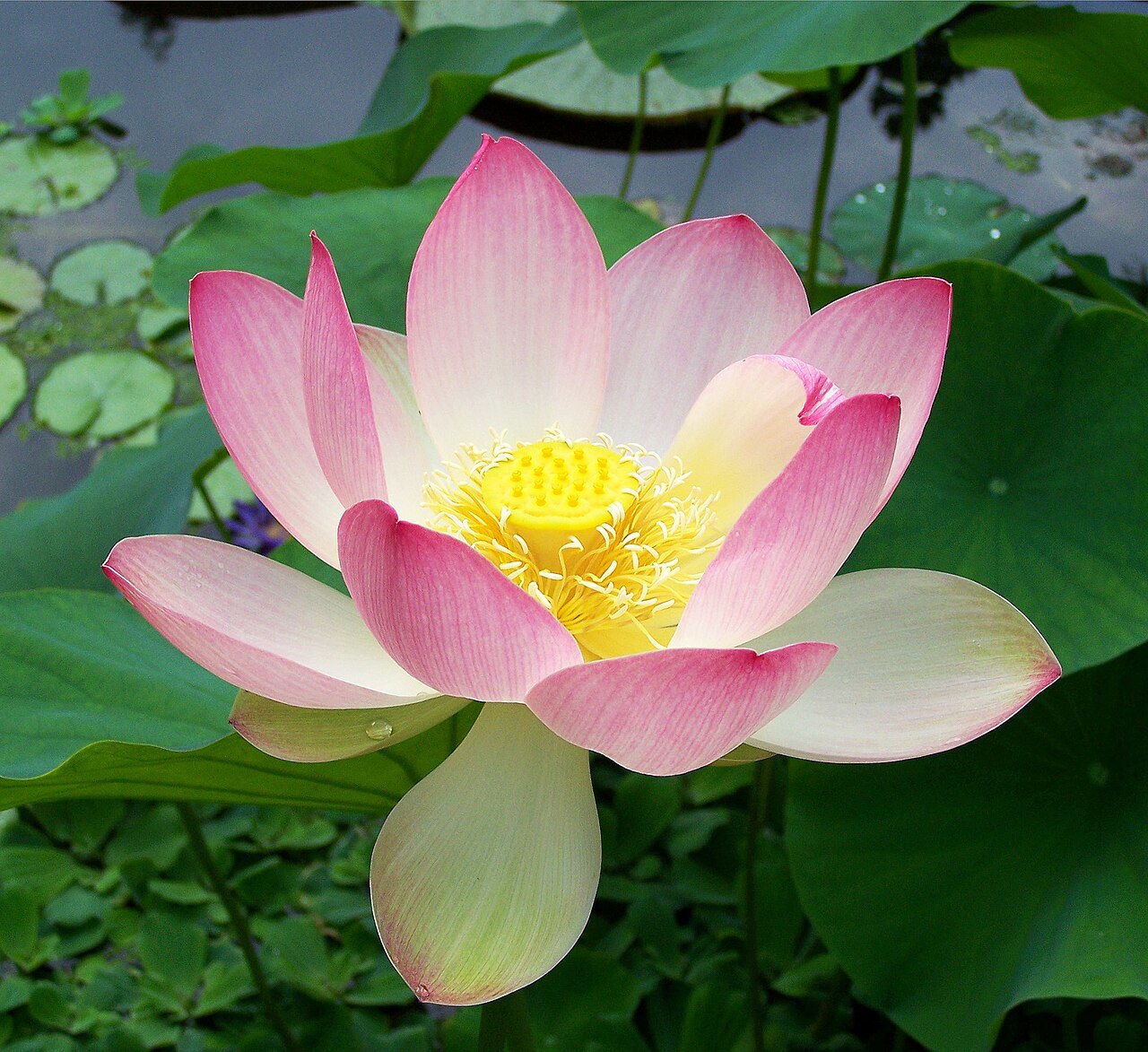 Sacred lotus: Flower of Nelumbo nucifera, bean of India.