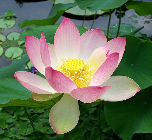 Sacred lotus: Flower of Nelumbo nucifera, bean of India.