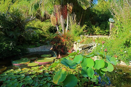 Sacred lotus: I discover new-to-me plants every time I visit this wonderful garden. Plus some plants I already know and can't resist photographing again. First up, though, so