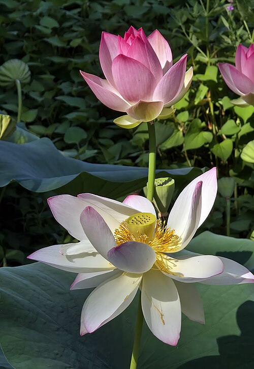 Sacred lotus: 'Nelumbo nucifera' - Flowers