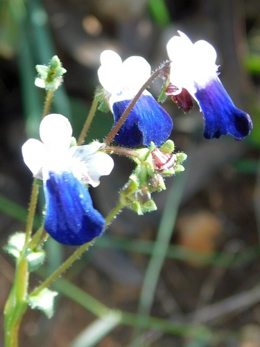 Bearded Nemesia (Nemesia barbata)