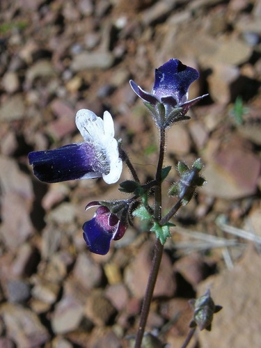Bearded Nemesia (Nemesia barbata)