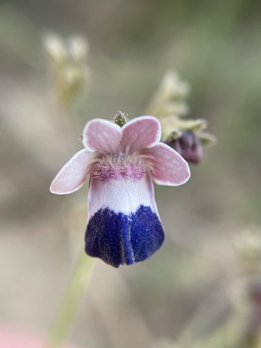 Bearded Nemesia (Nemesia barbata)