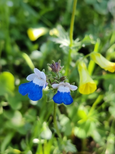 Bearded Nemesia (Nemesia barbata)