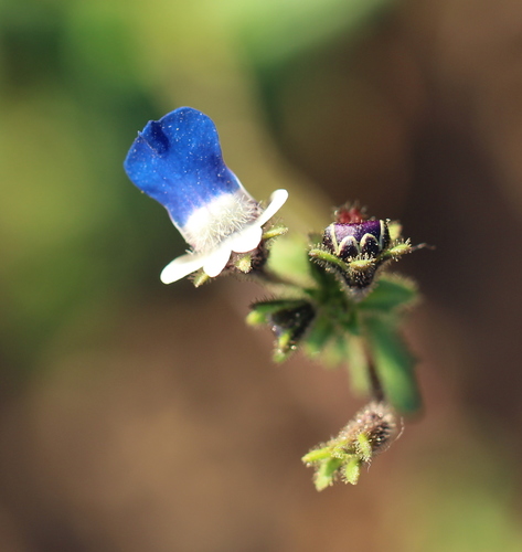 Bearded Nemesia (Nemesia barbata)