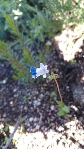 Bearded Nemesia (Nemesia barbata)