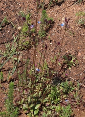 Bearded Nemesia (Nemesia barbata)