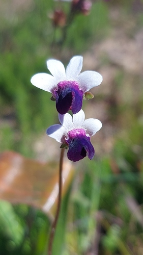Bearded Nemesia (Nemesia barbata)