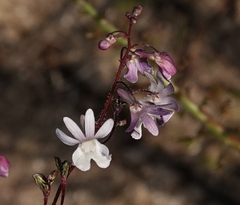Nemesia bicornis (Nemesia bicornis)