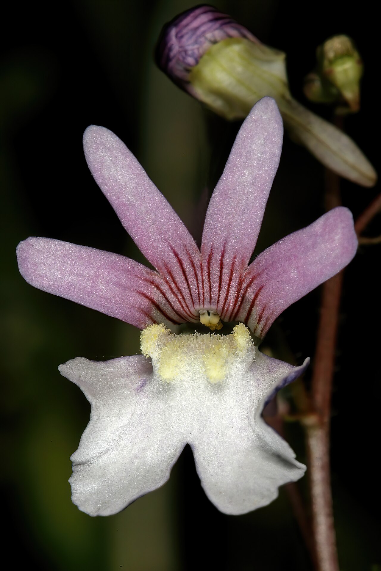 Nemesia bicornis: Nemesia bicornis , flowers; between Elandsbaai and Leipoldtville, Western Cape, South Africa