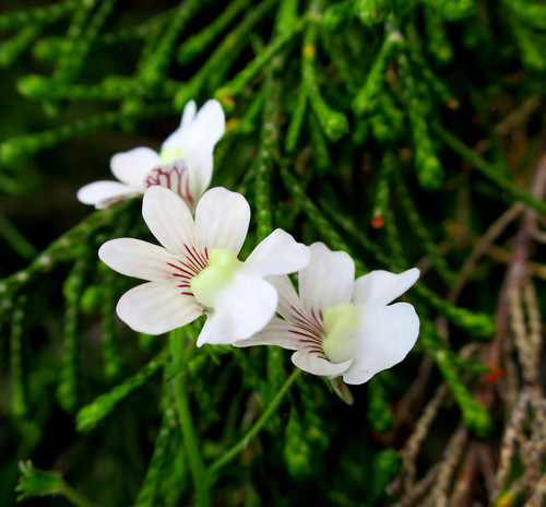 Nemesia bicornis (Nemesia bicornis)