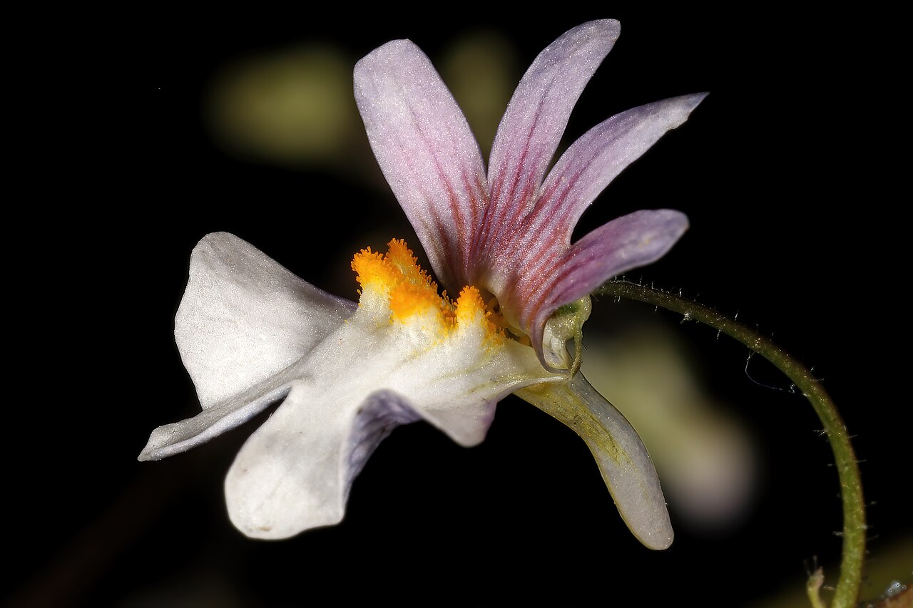 Nemesia bicornis: Nemesia bicornis flower; Clanwilliam Wild Flower Show, Clanwilliam, Western Cape, South Africa