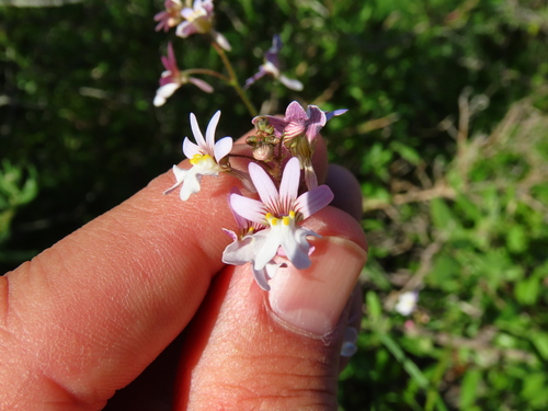 Nemesia bicornis (Nemesia bicornis)
