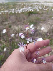 Nemesia bicornis (Nemesia bicornis)